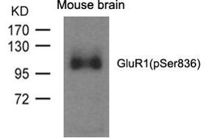 Western blot analysis of extracts from mouse brain and using GluR1(phospho-Ser836) Antibody. (Glutamate Receptor 1 抗体  (pSer836))