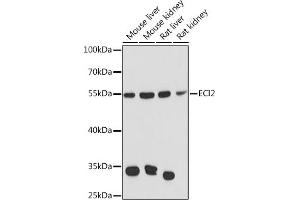 Western blot analysis of extracts of various cell lines, using ECI2 Rabbit pAb  at 1:3000 dilution. (PECI/ECI2 抗体  (AA 1-364))