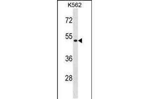 Western blot analysis in K562 cell line lysates (35ug/lane). (ENOSF1 抗体  (N-Term))