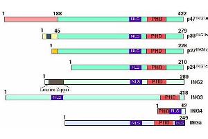 Figure shows the structural features of the inhibitor of growth (ING) protein family members. (ING5 抗体  (AA 127-140))