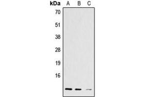 Western blot analysis of Histone H4 (AcK12) expression in A431 (A), L929 (B), C6 (C) whole cell lysates.