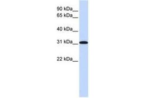 Image no. 1 for anti-Replication Protein A4, 30kDa (RPA4) (AA 180-229) antibody (ABIN6743785) (RPA4 抗体  (AA 180-229))