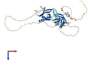 PLEKHA2 Protein (AA 1-425) (His tag)