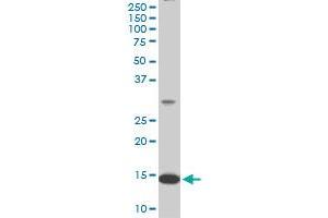RPL36A monoclonal antibody (M02), clone 6H1. (RPL36A 抗体  (AA 7-106))