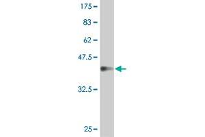 Western Blot detection against Immunogen (37. (IFNA1 抗体  (AA 24-133))