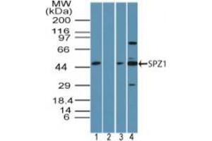 Image no. 2 for anti-Spermatogenic Leucine Zipper 1 (SPZ1) (AA 40-90) antibody (ABIN960358) (SPZ1 抗体  (AA 40-90))