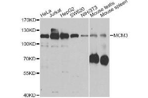Western Blotting (WB) image for anti-Minichromosome Maintenance Complex Component 3 (MCM3) (AA 1-295) antibody (ABIN3021327)