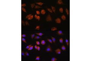 Immunofluorescence (IF) image for anti-Family with Sequence Similarity 3, Member D (FAM3D) (AA 24-204) antibody (ABIN7267116)