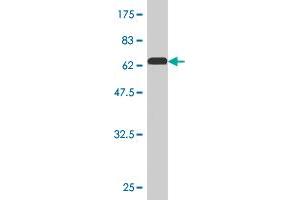 Western Blot detection against Immunogen (61. (PEX10 抗体  (AA 1-326))