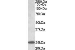 Image no. 1 for anti-Abhydrolase Domain Containing 14B (ABHD14B) (AA 188-200) antibody (ABIN1099769) (ABHD14B 抗体  (AA 188-200))