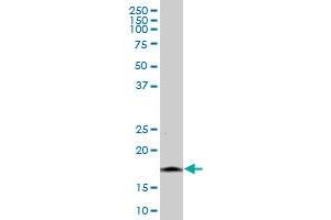 NINJ1 MaxPab polyclonal antibody. (NINJ1 抗体  (AA 1-152))