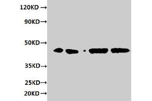 Western blot All lanes: ERGIC3 antibody at 2 μg/mL Lane 1: HepG2 whole cell lysate Lane 2: 293T whole cell lysate Lane 3: Hela whole cell lysate Lane 4: MCF-7 whole cell lysate Secondary Goat polyclonal to rabbit IgG at 1/10000 dilution Predicted band size: 44, 27 kDa Observed band size: 44 kDa (ERGIC3 抗体  (AA 47-341))