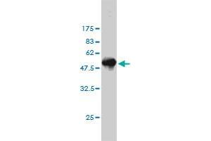 Western Blotting (WB) image for anti-CoA Synthase (COASY) (AA 1-225) antibody (ABIN566448)