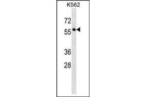 Western blot analysis of SEPT8 Antibody (C-term) Cat. (Septin 8 抗体  (C-Term))