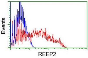 HEK293T cells transfected with either RC202507 overexpress plasmid (Red) or empty vector control plasmid (Blue) were immunostained by anti-REEP2 antibody (ABIN2455575), and then analyzed by flow cytometry. (REEP2 抗体)