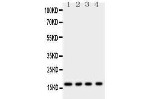 Western Blotting (WB) image for anti-Myoglobin (MB) (AA 138-154), (C-Term) antibody (ABIN3044306) (Myoglobin 抗体  (C-Term))