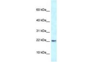 Image no. 1 for anti-RNA Binding Motif Protein 3 (RBM3) (AA 23-72) antibody (ABIN6747435) (RBM3 抗体  (AA 23-72))