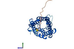 AlphaFold protein structure predicition of Human Recombinant MIP Protein, UniprotID P30301 (Mip (AA 1-263) protein (His tag))