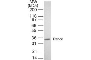 Image no. 2 for anti-Tumor Necrosis Factor (Ligand) Superfamily, Member 11 (TNFSF11) (AA 1-317) antibody (ABIN208246)