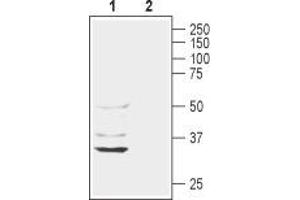 Western blot analysis of rat liver lysate: - 1. (AQP11 抗体  (2nd Extracellular Loop))