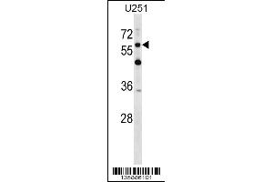 Western blot analysis in U251 cell line lysates (35ug/lane). (CSPG5 抗体  (C-Term))
