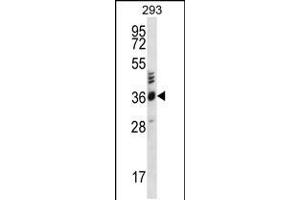 Western blot analysis in 293 cell line lysates (35ug/lane). (OR2T27 抗体  (C-Term))