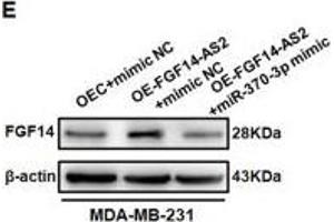 FGF14-AS2 regulates FGF14 expression by sponging miR-370-3p. (FGF14 抗体  (AA 1-252))