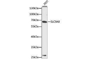 Western blot analysis of extracts of 293T cells, using SLC9A8 antibody (ABIN6292415) at 1:3000 dilution. (NHE8 抗体)