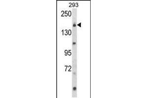 Western blot analysis of UNC13B Antibody in 293 cell line lysates (35ug/lane) (UNC13B 抗体  (AA 1062-1091))