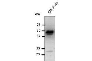 Anti-Rabl Ab at 1/1,000 däution, 293HEK transfectcd tysate at SO µg per Iane, Rabbit polycJonal to goat lµg (HRP) at 1/10,000 dilution. (RAB1A 抗体  (C-Term))