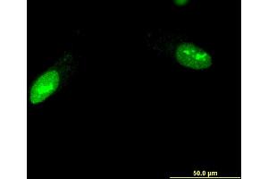 Immunofluorescence (IF) image for anti-Zinc Finger Protein 397 (ZNF397) (AA 131-230) antibody (ABIN529656)