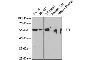 Western blot analysis of extracts of various cell lines using BPI Polyclonal Antibody at dilution of 1:1000. (BPI 抗体)