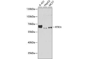Western blot analysis of extracts of various cell lines, using RTKN antibody (ABIN6129097, ABIN6147290, ABIN6147292 and ABIN6222455) at 1:1000 dilution. (Rhotekin 抗体  (AA 254-513))
