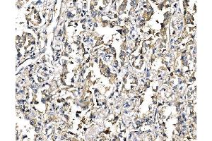 IHC analysis of Elongin-C/ELOC using anti-Elongin-C/ELOC antibody (ABIN7598951).