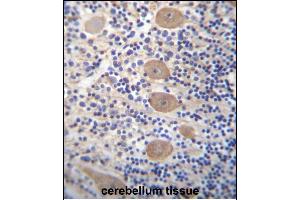 EP Antibody (C-term) 12971b immunohistochemistry analysis in formalin fixed and paraffin embedded human cerebellum tissue followed by peroxidase conjugation of the secondary antibody and DAB staining.