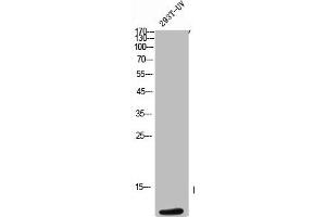Western Blot analysis of 293T-UV cells using ApoC-III Polyclonal Antibody (APOC3 抗体  (C-Term))