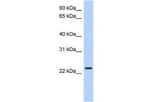 WB Suggested Anti-ATF3 Antibody Titration:  0. (ATF3 抗体  (Middle Region))