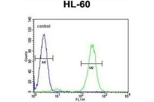 Flow cytometric analysis of HL-60 cells using FBXW11 Antibody (Center) Cat. (FBXW11 抗体  (Middle Region))
