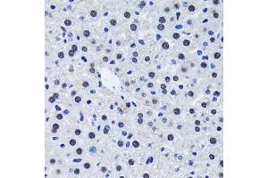 Immunohistochemistry of paraffin-embedded rat liver using BIRC7 antibody.