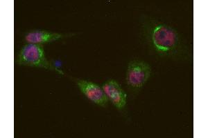 Indirect immunostaining of PFA fixed mouse 3T3 fibroblasts with anti-Sf3a-120 (dilution 1 : 500; red) and rabbit anti-giantin (cat. (SF3A1 抗体)
