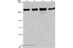 Western blot analysis of 293T, Hela, A172 and A549 cell, using GOLGA2 Polyclonal Antibody at dilution of 1:600 (Golgin A2 (GOLGA2) 抗体)