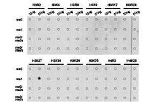 Dot-blot analysis of all sorts of methylation peptides using H3K27me1 antibody.