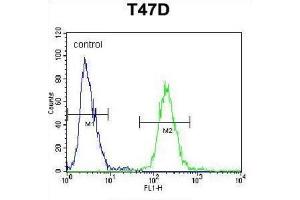 Flow Cytometry (FACS) image for anti-Fibrinogen beta Chain (FGB) antibody (ABIN3002657) (Fibrinogen beta Chain 抗体)