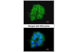 ICC/IF Image Immunofluorescence analysis of paraformaldehyde-fixed A431, using COX7B2, antibody at 1:200 dilution. (COX7B2 抗体)