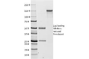 SDS-PAGE Analysis Purified Kappa Light Chain Mouse Monoclonal Antibody (KLC264). (IGKC 抗体)