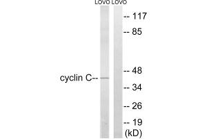 Western blot analysis of extracts from LOVO cells, using Cyclin C (epitope around residue 275) antibody. (Cyclin C 抗体  (Ser275))