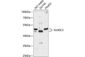 Western blot analysis of extracts of various cell lines, using KLHDC3 antibody  at 1:3000 dilution. (KLHDC3 抗体  (AA 1-382))