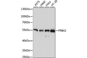 Western blot analysis of extracts of various cell lines, using PRIM2 antibody (ABIN6130291, ABIN6146164, ABIN6146166 and ABIN6215325) at 1:3000 dilution. (PRIM2 抗体  (AA 1-170))