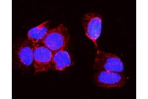 IF analysis of ALPL using anti-ALPL antibody (ABIN7600728).