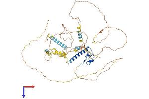 DMRT2 Protein (AA 1-561) (His tag)